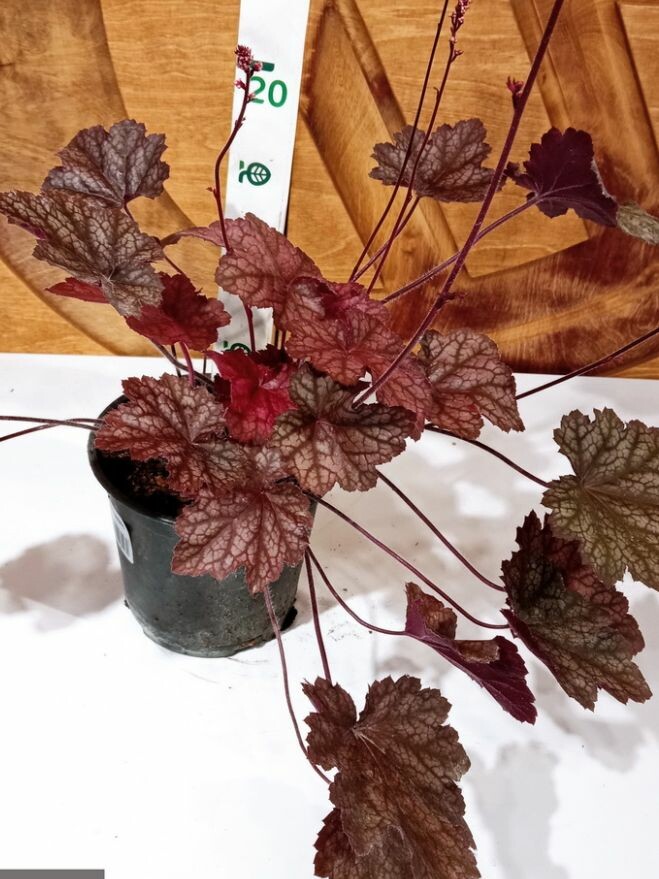 Гейхера Божоле (Beaujolais) купить с доставкой