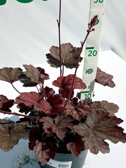 Гейхера Божоле (Beaujolais) купить с доставкой