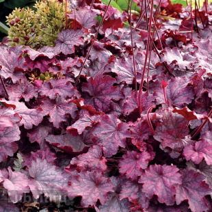 Гейхера Миднайт Байю (Midnight Bayou)