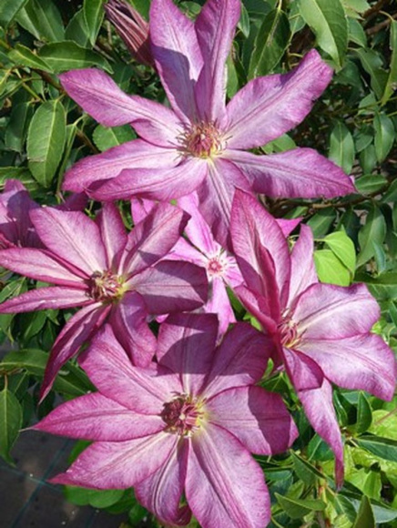 Клематис Тай (Tae) купить с доставкой