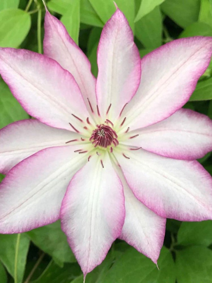 Клематис Тай (Tae) купить с доставкой