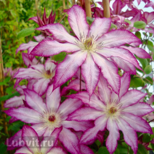 Клематис Тай (Tae)