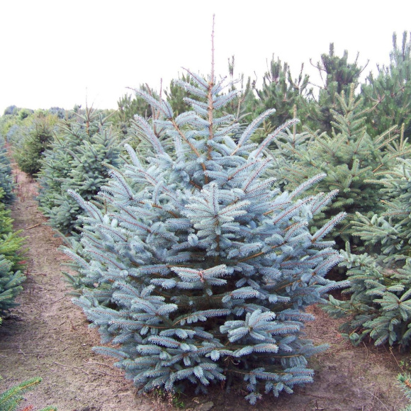 Ель Голубая Маджестик (Majestic) купить с доставкой Ель Голубая Маджестик (Majestic) купить с доставкой