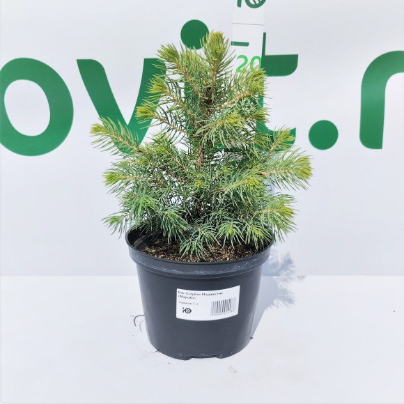 Ель Голубая Маджестик (Majestic) купить с доставкой Ель Голубая Маджестик (Majestic) купить с доставкой
