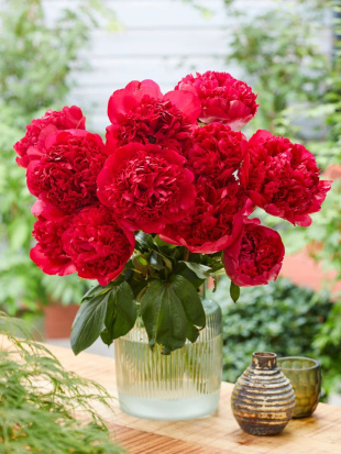 Пион Команд Перфоманс (Command Performance)