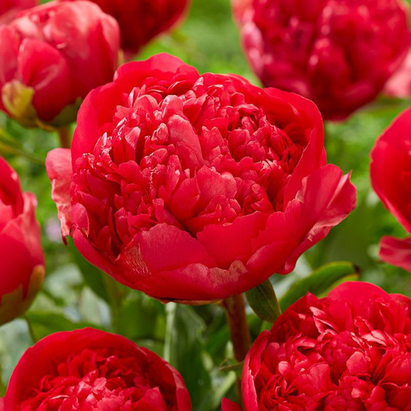 Пион Команд Перфоманс (Command Performance) купить с доставкой