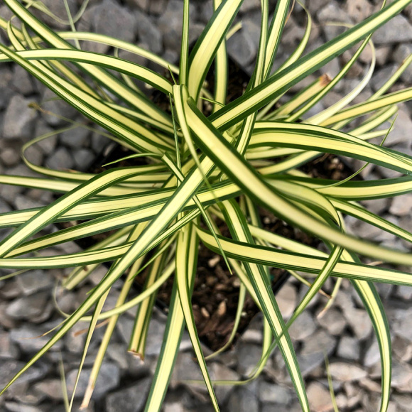 Осока Эверголд (Evergold ) купить с доставкой