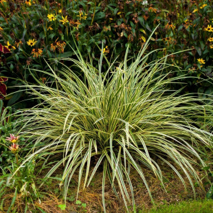 Осока Эверголд (Evergold )