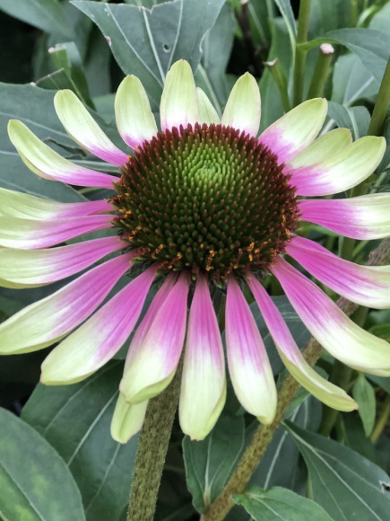 Эхинацея Грин Энви (Green Envy) купить с доставкой