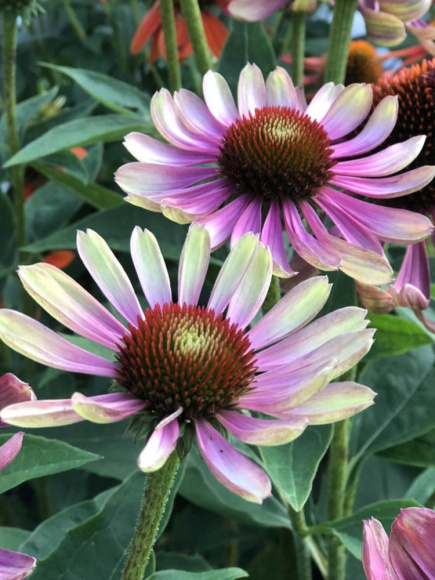 Эхинацея Грин Энви (Green Envy) купить с доставкой