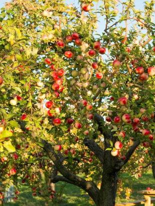 Яблоня Мельба