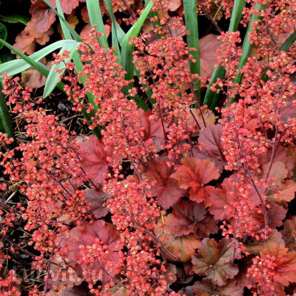 Гейхера Черри Кола (Cherry Cola) купить с доставкой