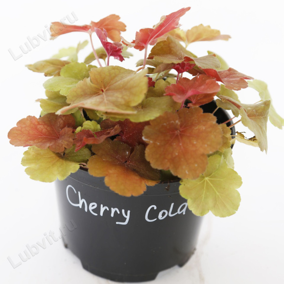 Гейхера Черри Кола (Cherry Cola) купить с доставкой