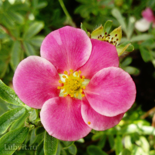 Лапчатка Пинк Парадайз (Pink Paradise) Лапчатка Пинк Парадайз (Pink Paradise)