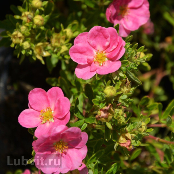 Лапчатка Пинк Парадайз (Pink Paradise) купить с доставкой Лапчатка Пинк Парадайз (Pink Paradise) купить с доставкой