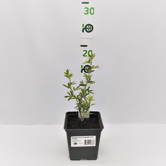 Лапчатка Пинк Парадайз (Pink Paradise) купить с доставкой Лапчатка Пинк Парадайз (Pink Paradise) купить с доставкой