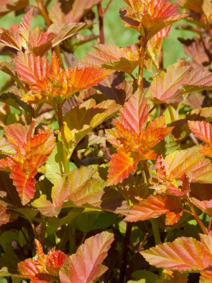 Пузыреплодник Эмбер Джубили (Amber Jubilee) купить с доставкой Пузыреплодник Эмбер Джубили (Amber Jubilee) купить с доставкой