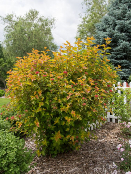 Пузыреплодник Эмбер Джубили (Amber Jubilee) купить с доставкой Пузыреплодник Эмбер Джубили (Amber Jubilee) купить с доставкой