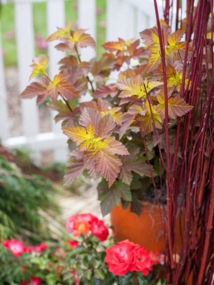 Пузыреплодник Эмбер Джубили (Amber Jubilee) купить с доставкой Пузыреплодник Эмбер Джубили (Amber Jubilee) купить с доставкой