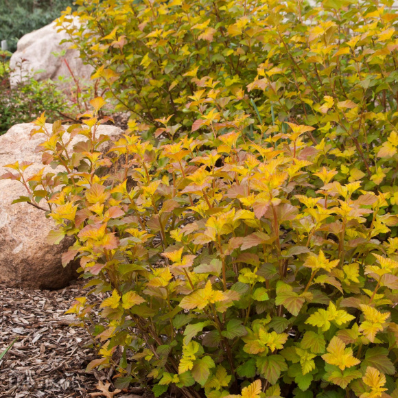 Пузыреплодник Эмбер Джубили (Amber Jubilee) купить с доставкой