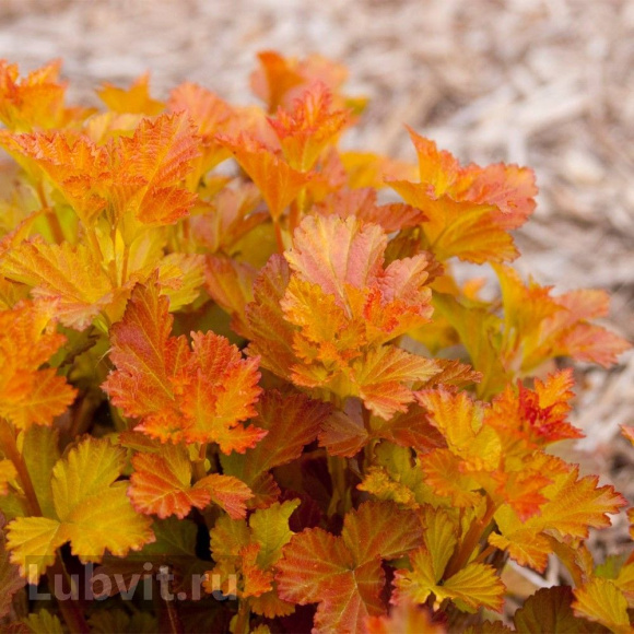 Пузыреплодник Эмбер Джубили (Amber Jubilee) купить с доставкой