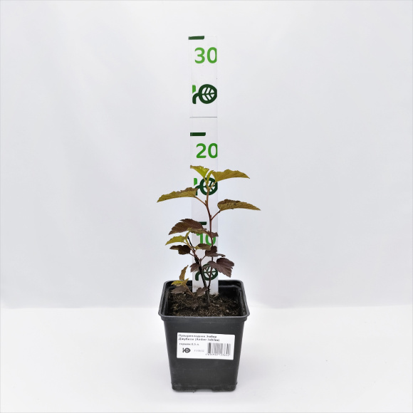 Пузыреплодник Эмбер Джубили (Amber Jubilee) купить с доставкой