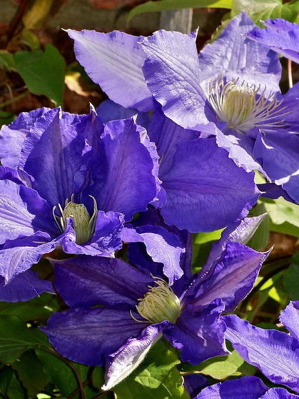 Клематис Даниэль Деронда (Daniel Deronda) купить с доставкой