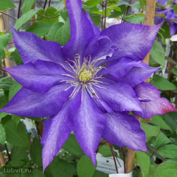 Клематис Даниэль Деронда (Daniel Deronda) купить с доставкой