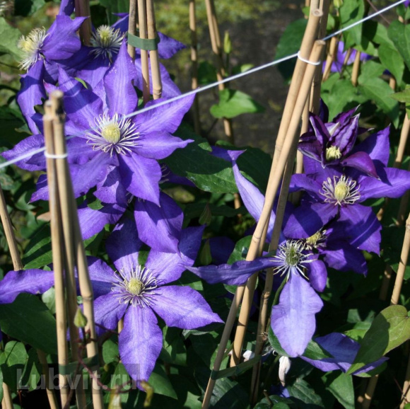 Клематис Даниэль Деронда (Daniel Deronda) купить с доставкой