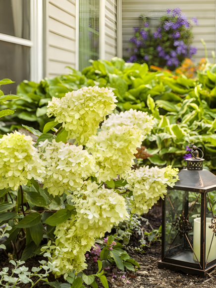 Гортензия Литл Лайм (Little Lime) метельчатая купить с доставкой