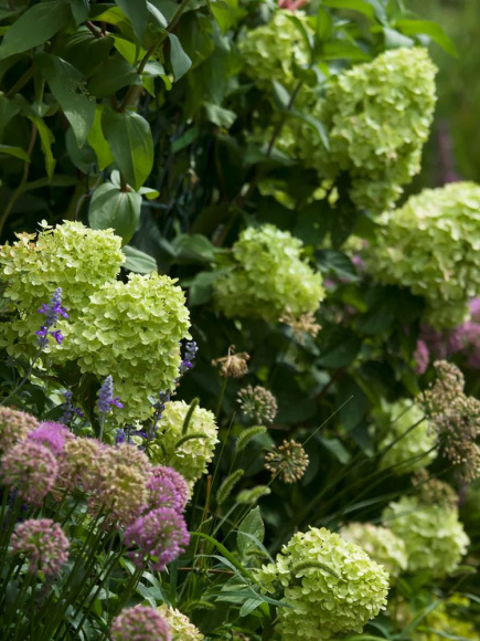 Гортензия Литл Лайм (Little Lime) метельчатая купить с доставкой