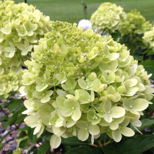 Гортензия Литл Лайм (Little Lime) метельчатая Гортензия Литл Лайм (Little Lime) метельчатая