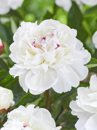 Пион Фестива Максима (Festiva Maxima) Пион Фестива Максима (Festiva Maxima)