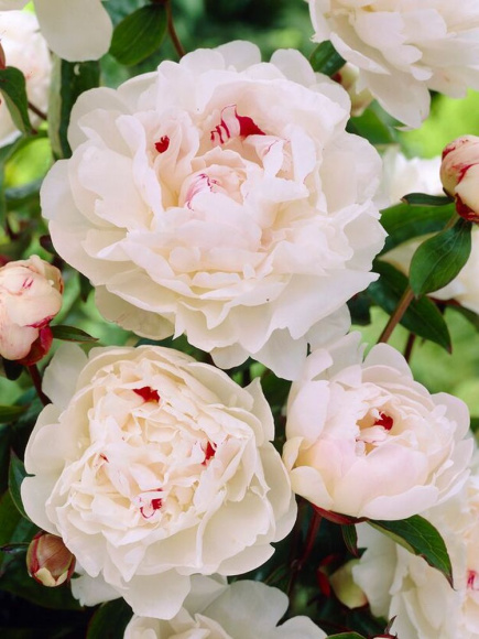 Пион Фестива Максима (Festiva Maxima) купить с доставкой