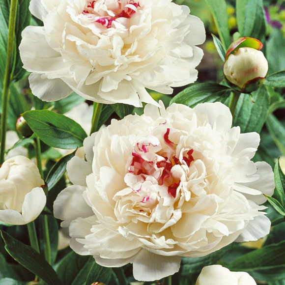 Пион Фестива Максима (Festiva Maxima) купить с доставкой