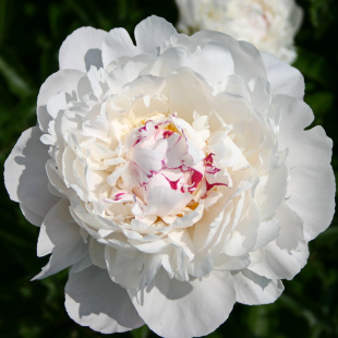 Пион Фестива Максима (Festiva Maxima)