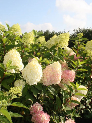 Гортензия Пинкачу (Pinkachu) метельчатая