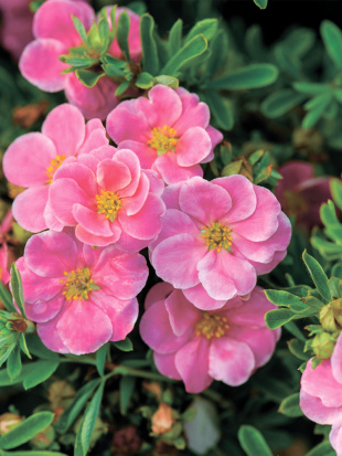 Лапчатка Розовая