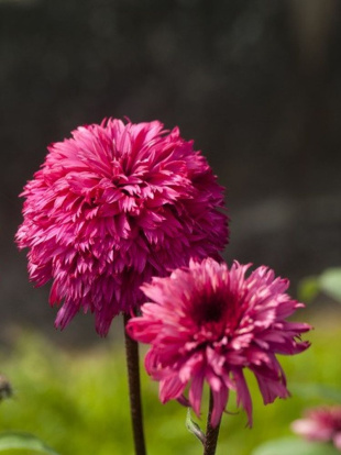 Эхинацея Блэкберри Трафл (Blackberry Truffle) Эхинацея Блэкберри Трафл (Blackberry Truffle)
