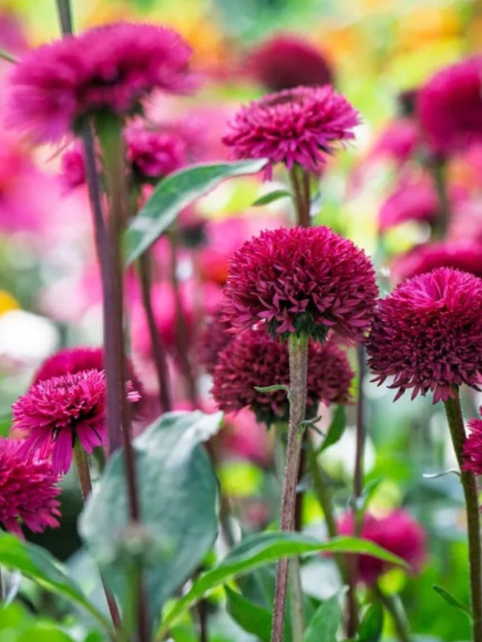 Эхинацея Блэкберри Трафл (Blackberry Truffle) купить с доставкой