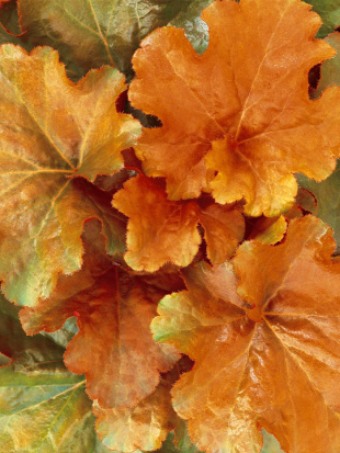 Гейхера Крем Брюле (Creme Brulee)