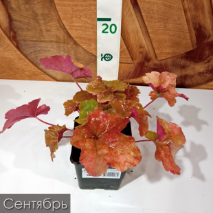 Гейхера Крем Брюле (Creme Brulee)