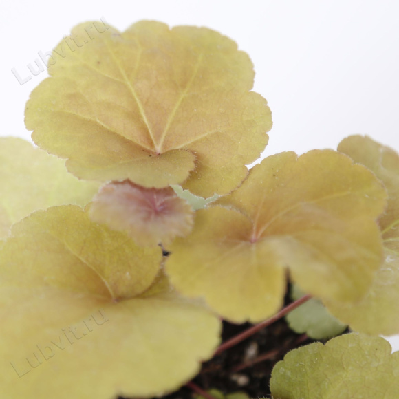 Гейхера Крем Брюле (Creme Brulee) купить с доставкой