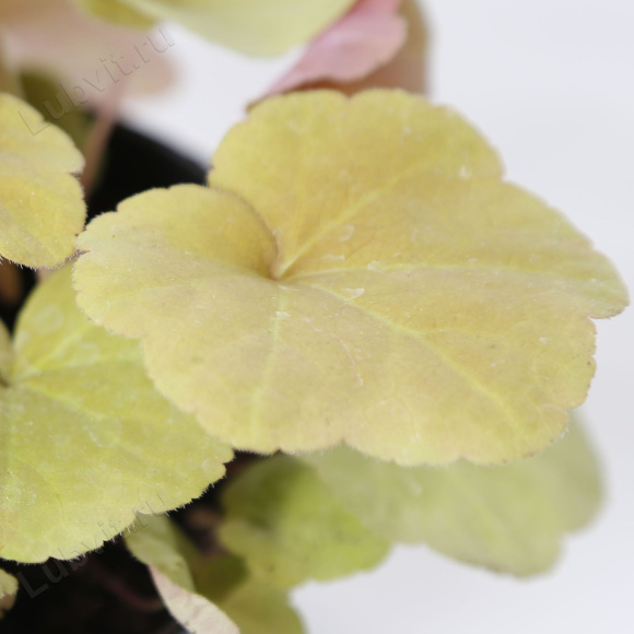 Гейхера Крем Брюле (Creme Brulee) купить с доставкой