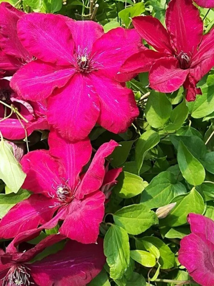 Клематис Солидарность (Solidarnosc) купить с доставкой