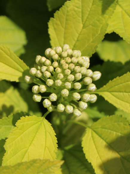 Пузыреплодник Ангел Голд (Angel Gold) купить с доставкой Пузыреплодник Ангел Голд (Angel Gold) купить с доставкой