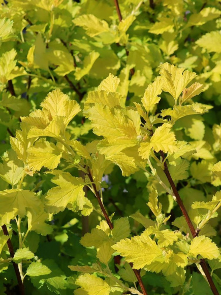 Пузыреплодник Ангел Голд (Angel Gold) купить с доставкой Пузыреплодник Ангел Голд (Angel Gold) купить с доставкой