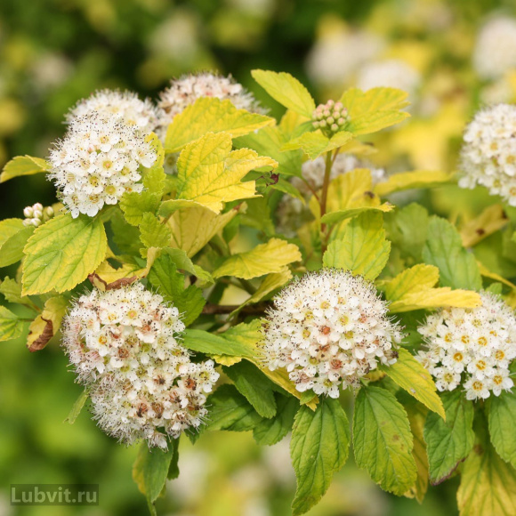 Пузыреплодник Ангел Голд (Angel Gold) купить с доставкой Пузыреплодник Ангел Голд (Angel Gold) купить с доставкой