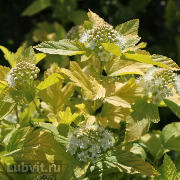 Пузыреплодник Ангел Голд (Angel Gold) купить с доставкой Пузыреплодник Ангел Голд (Angel Gold) купить с доставкой