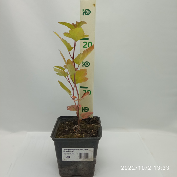 Пузыреплодник Ангел Голд (Angel Gold) купить с доставкой Пузыреплодник Ангел Голд (Angel Gold) купить с доставкой